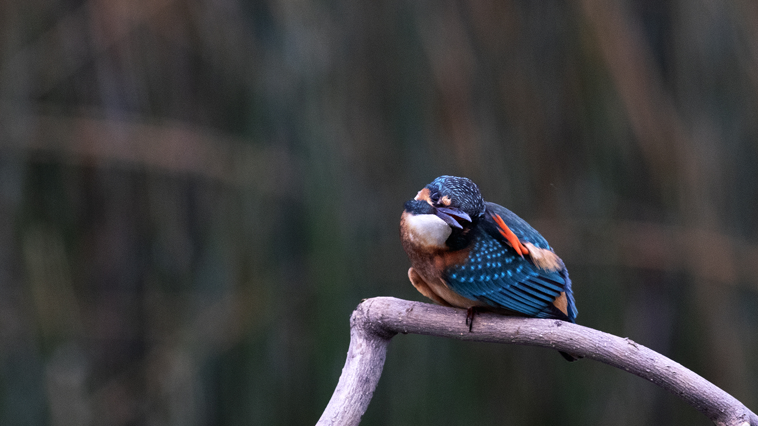 Common Kingfisher